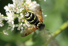 Chrysotoxum festivum