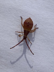 Gonocerus acuteangulatus