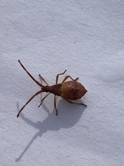 Gonocerus acuteangulatus