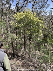 Acacia floribunda