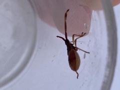 Gonocerus acuteangulatus