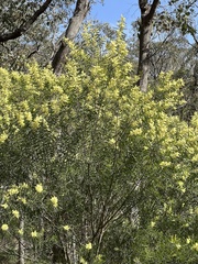 Acacia floribunda
