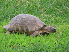Testudo marginata