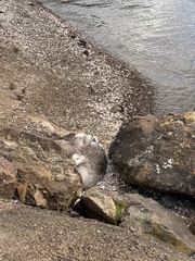 Anser anser domesticus