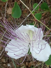 Capparis spinosa