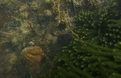 Hippocampus abdominalis