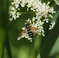 Chrysotoxum festivum