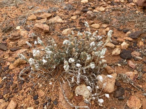 Image of Maireana carnosa by (c) Thomas Mesaglio, some rights reserved (CC BY)
