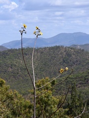 Cochlospermum gillivraei
