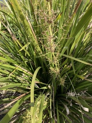 Lomandra hystrix