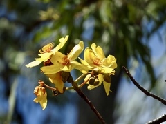 Cochlospermum gillivraei
