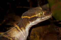 Cyrtodactylus deccanensis