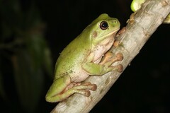 Ranoidea caerulea