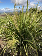 Lomandra hystrix