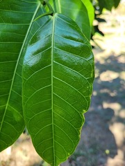Ficus virgata