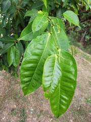 Ficus virgata