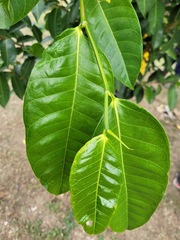 Ficus virgata