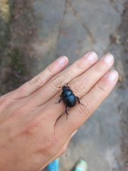Geotrupidae