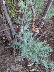 Tamarix chinensis