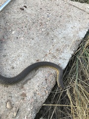 Coluber constrictor flaviventris