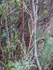 Tamarix chinensis