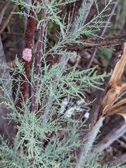Tamarix chinensis