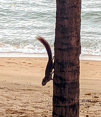 Callosciurus finlaysonii