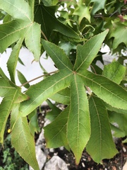 Liquidambar