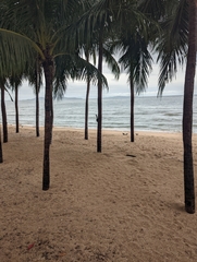 Callosciurus finlaysonii