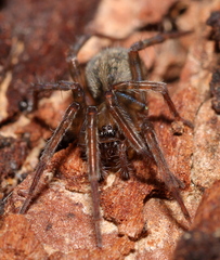 Phyxelididae