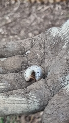 Pentodontini