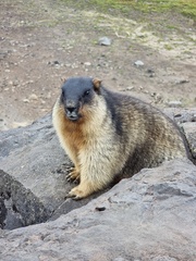 Marmota camtschatica