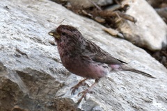 Carpodacus