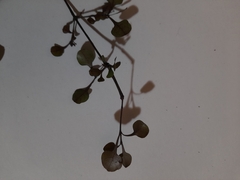 Coprosma arborea