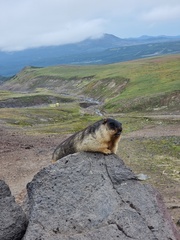 Marmota camtschatica