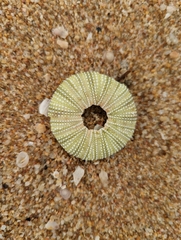Euechinoidea