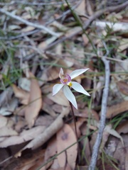 Caladenia alata