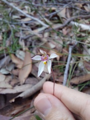 Caladenia alata