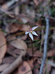 Caladenia alata