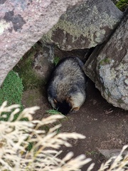Marmota camtschatica