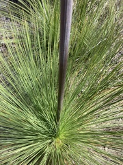Xanthorrhoea