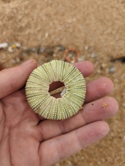 Euechinoidea