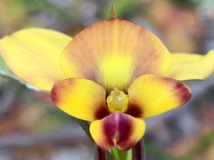 Diuris orientis