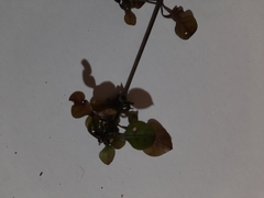 Coprosma arborea