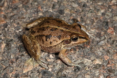 Ranoidea alboguttata