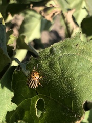 Leptinotarsa decemlineata