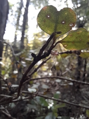Coprosma spathulata