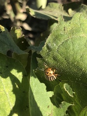 Leptinotarsa decemlineata