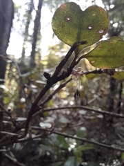 Coprosma spathulata