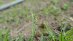 Setaria flavida